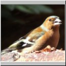 Fringilla coelebs - Buchfink m12.jpg